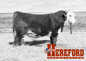 LW 7131 Domino 1103J ET Cert