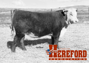 LW 7131 Domino 1115J ET Cert