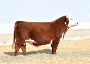 FHF ADVANCE 628 ET {DLF,HYF,IEF} Conventional Semen