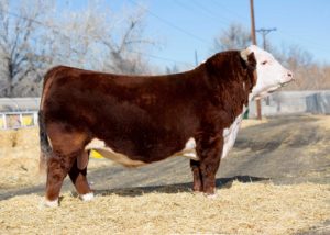 ECR CHEZ L18 SENSATION 7076 ET {DLF,HYF,IEF} Semen