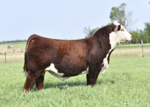 FECR WF Gus 058 ET Semen