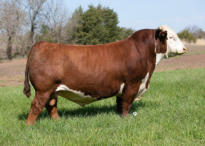 ECR 628 Ivy's Advance 8923 ET Semen