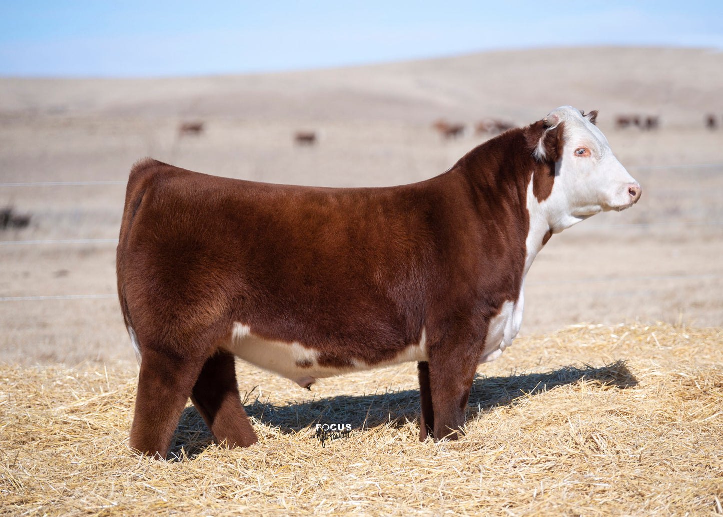 ECR Candi's Copper 1333 ET Semen