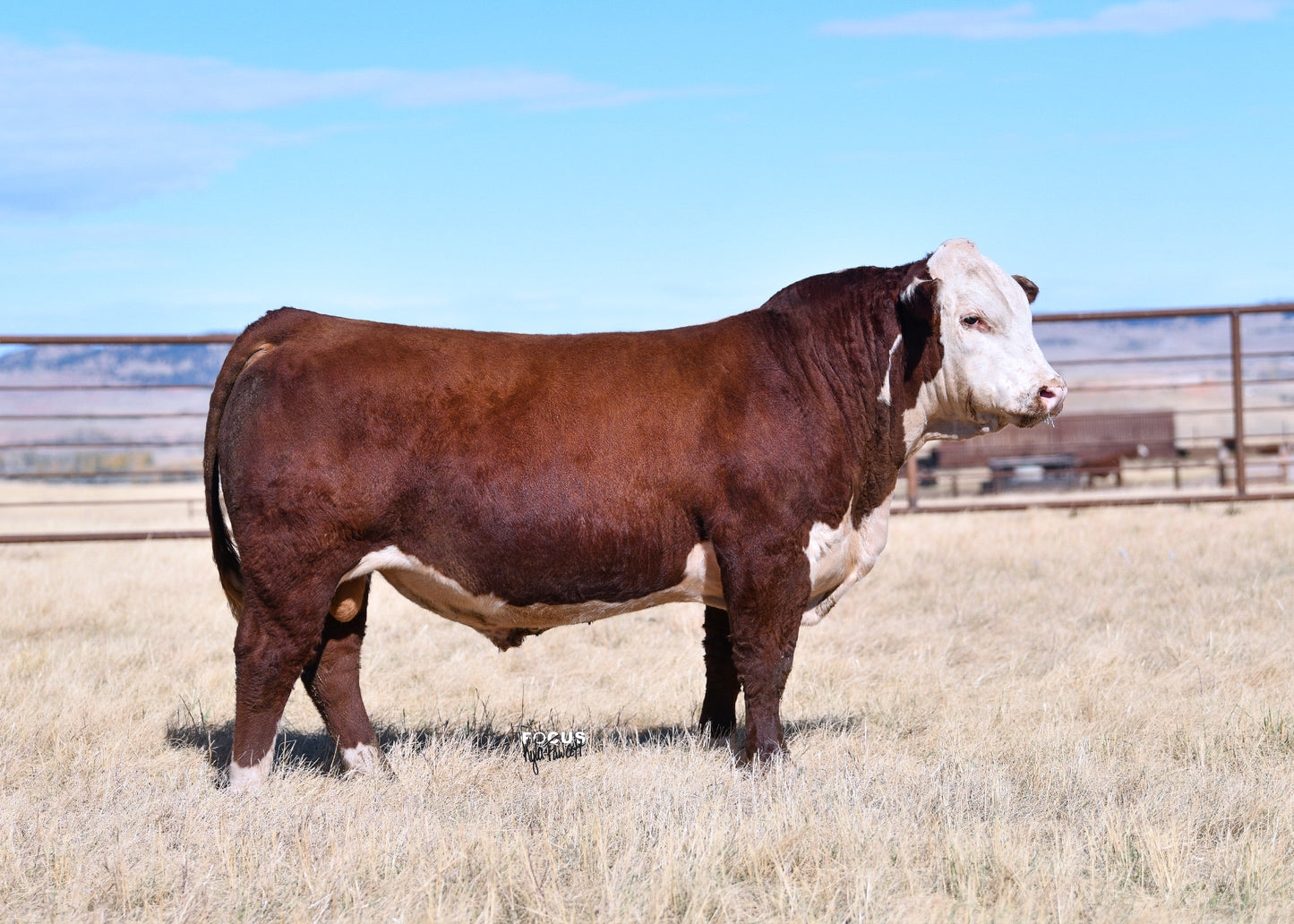 Pyramid Justify 9160 ET {MDC} Semen