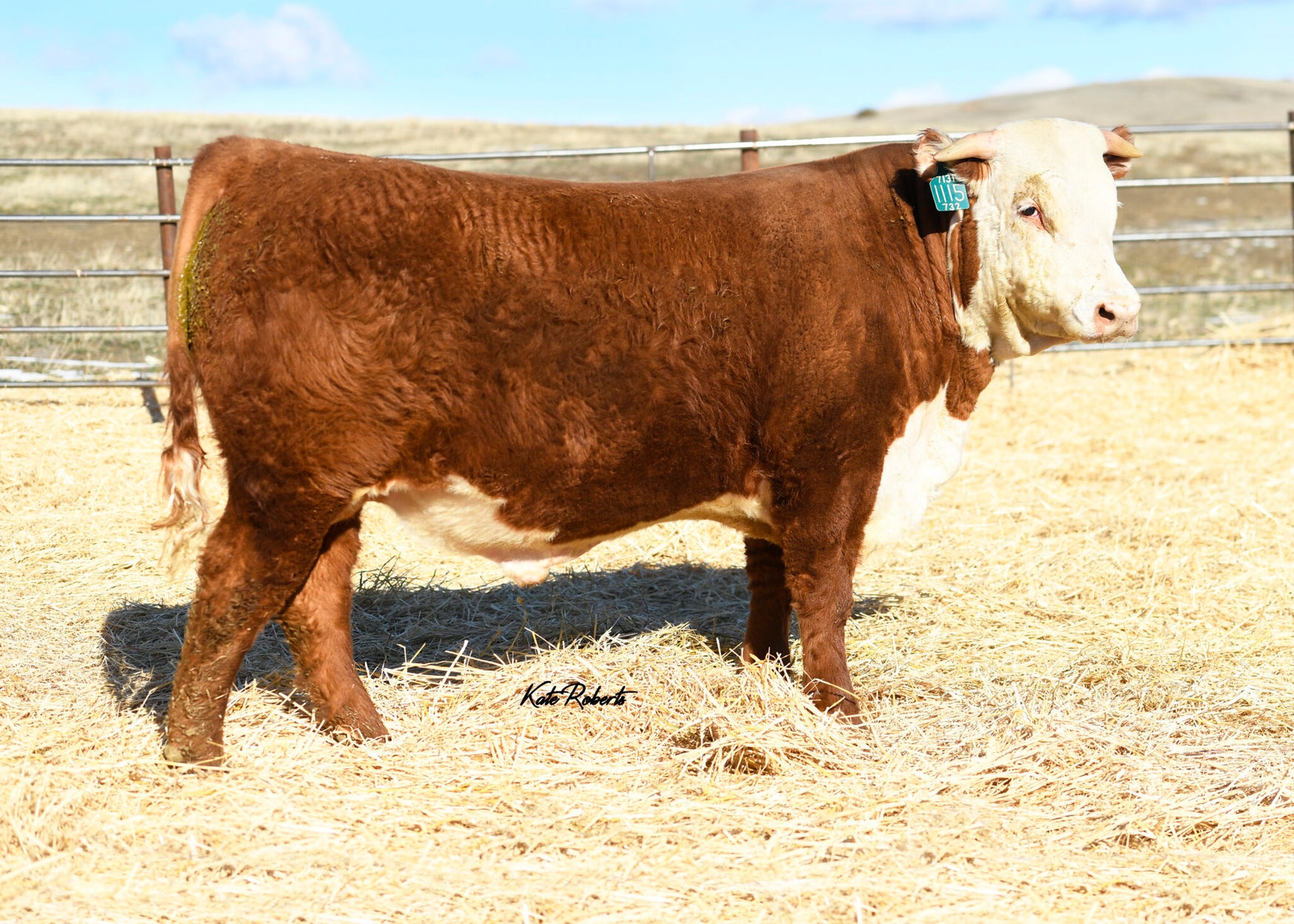 Herd Sires Fawcett's Elm Creek Ranch