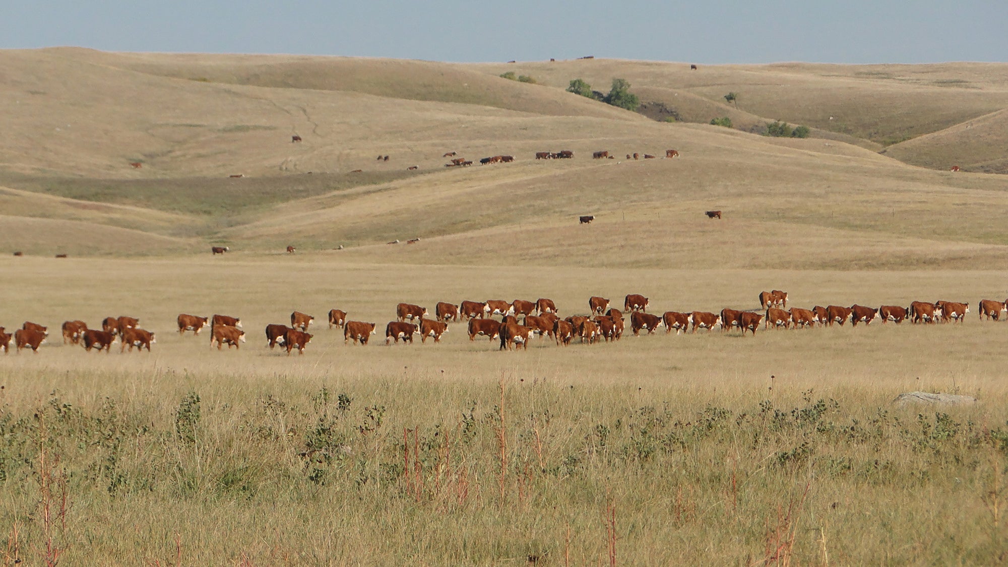 Sales Fawcett's Elm Creek Ranch
