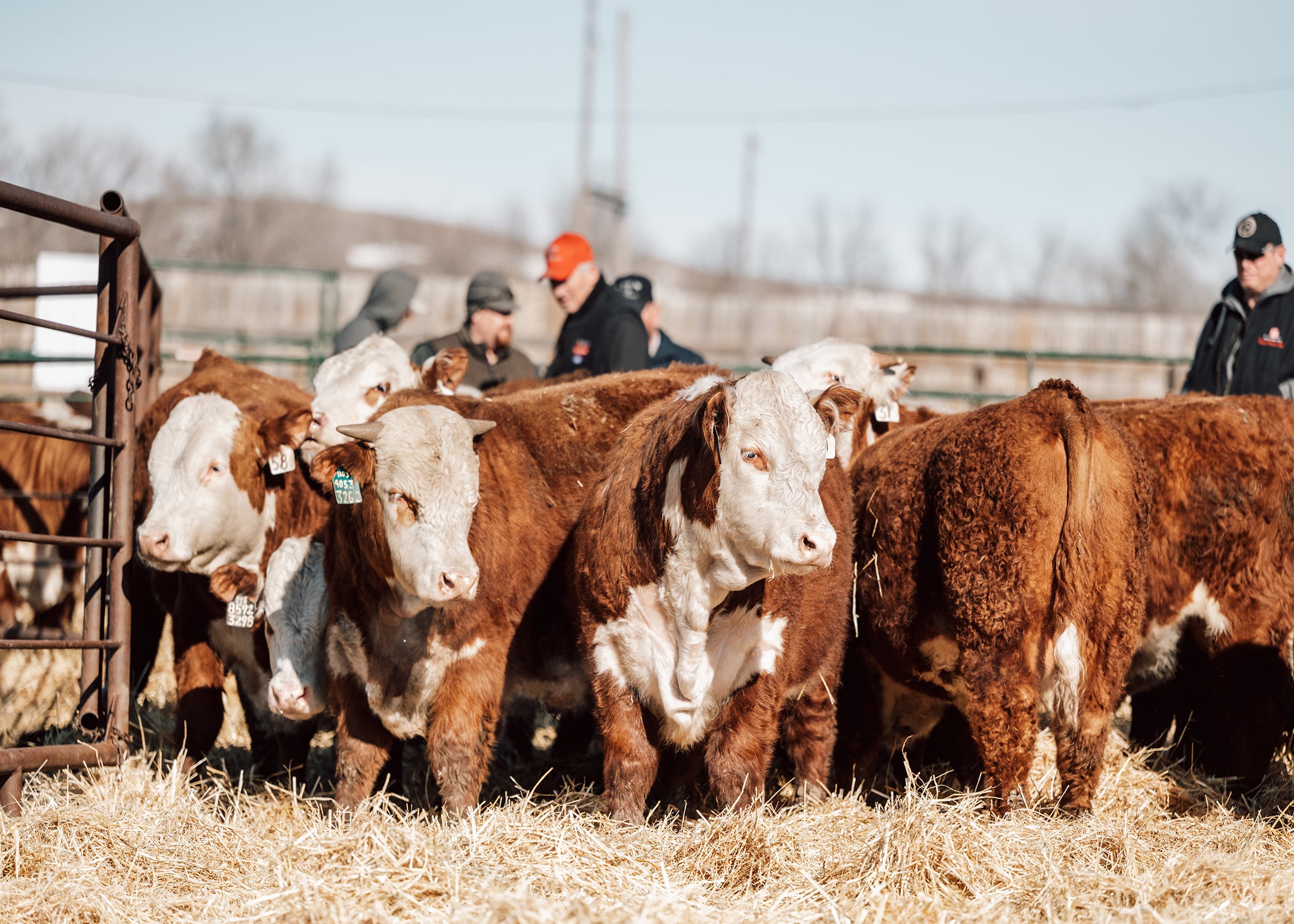 Herd Sires – Fawcett's Elm Creek Ranch