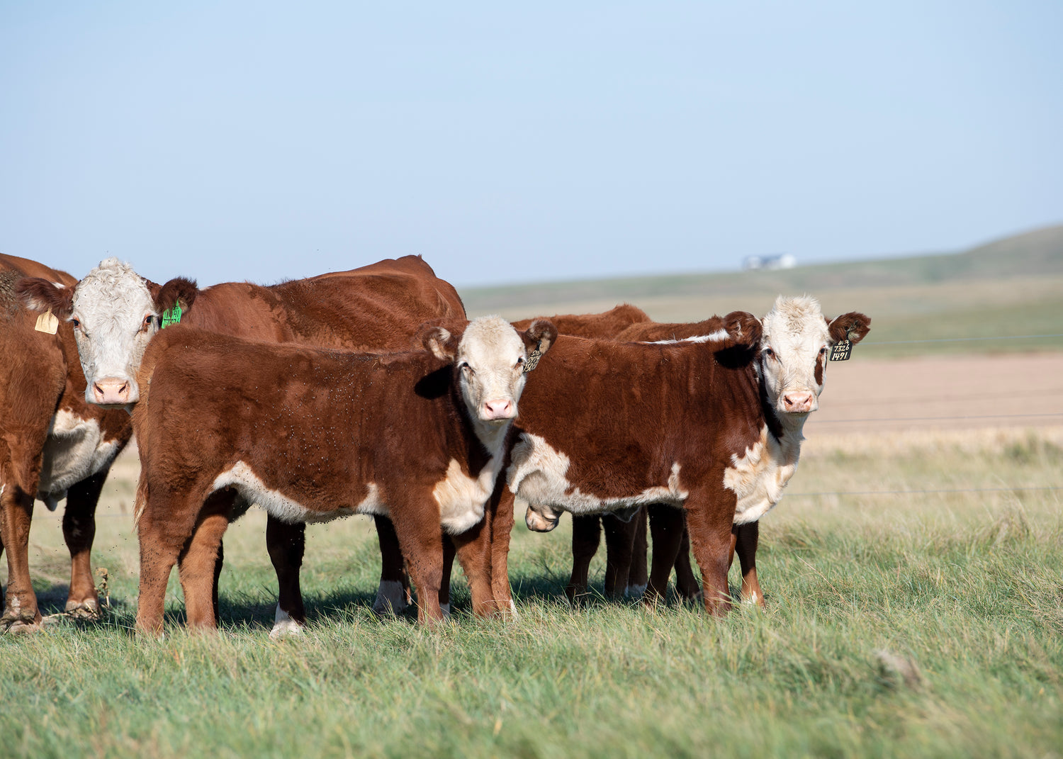 Our Females Fawcett's Elm Creek Ranch